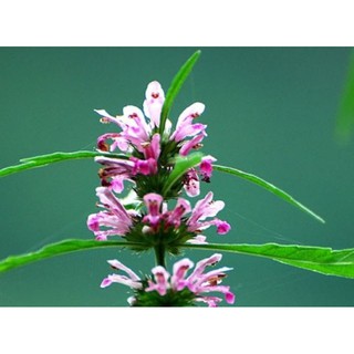 hạt giống cây ích mẫu con