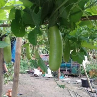 BẦU BỐN MÙA THÁI LAN