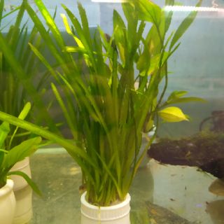 Cây thủy sinh Hẹ nước thẳng
