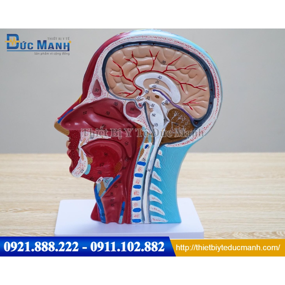 Mô hình giải phẫu đầu mặt cổ cắt dọc ( Video Ảnh Thật)