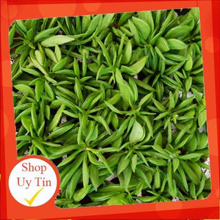 Sen đá đậu hà lan vĩ