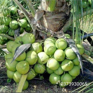Dừa Xiêm lùn siêu trái chính gốc Bến Tre
