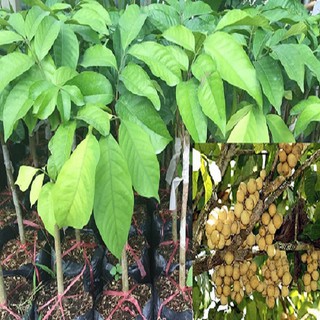 Cây giống dâu da đất