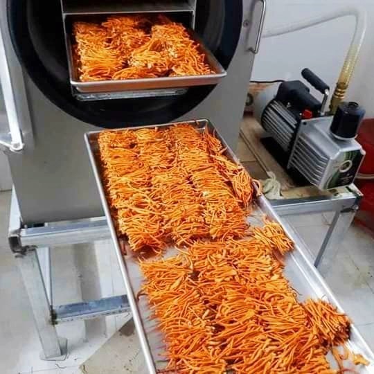 Nấm đông trùng hạ thảo khô - Đông trùng hạ thảo sấy thăng hoa