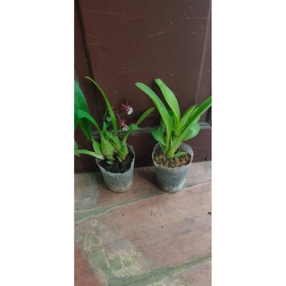 vũ nữ 5 loại khác nhau