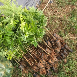 Cây Sưa đỏ giống