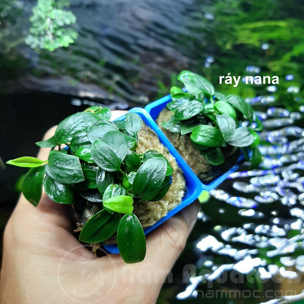 Cây Ráy Nana (Ráy lá nhỏ) - Cây ráy thuỷ sinh