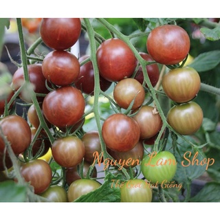 30 Hạt Giống Cà Chua bi Chocolate
