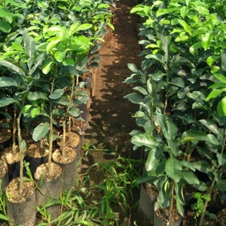 Cây Giống Bưởi Da Xanh - cho năng suất cao quả ngon hơn