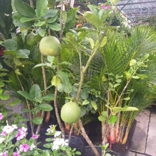 Cây bưởi da xanh trồng chậu