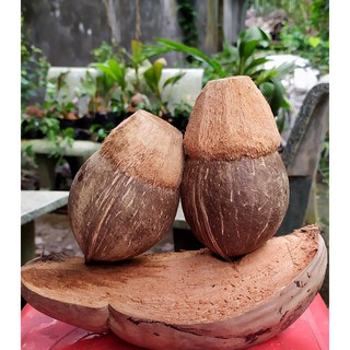 Phôi dừa Bonsai mini - Đã đánh bóng và xử lý kích mầm