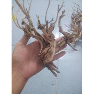 LŨA SA TÙNG DÁNG BONSAI