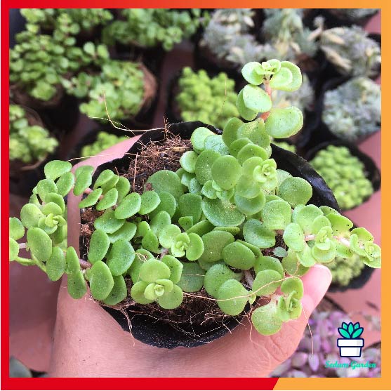 🌵FREESHIP🌵SEN ĐÁ SEDUM VẢY CÁ