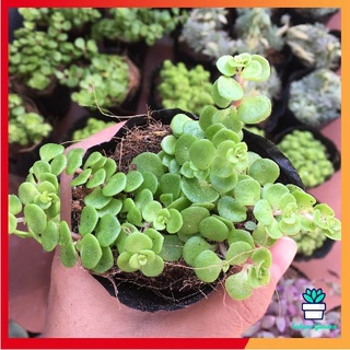 🌵freeship🌵sen đá sedum vảy cá