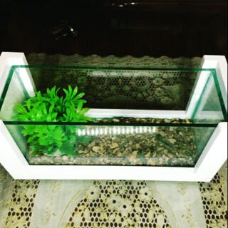 Bể cá mini khung gỗ phiên bản trắng như Ngọc Trinh