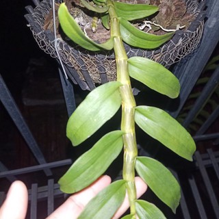 phi điệp thân lá đẹp ki năm 2