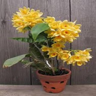 Hoa phong lan - kiều dẹt (khóm 3 cây,cao 35cm, bộ rễ khỏe)