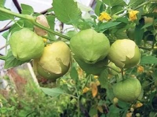 🍋🍋 HẠT GIỐNG THÙ LÙ NAM MỸ QUẢ TO