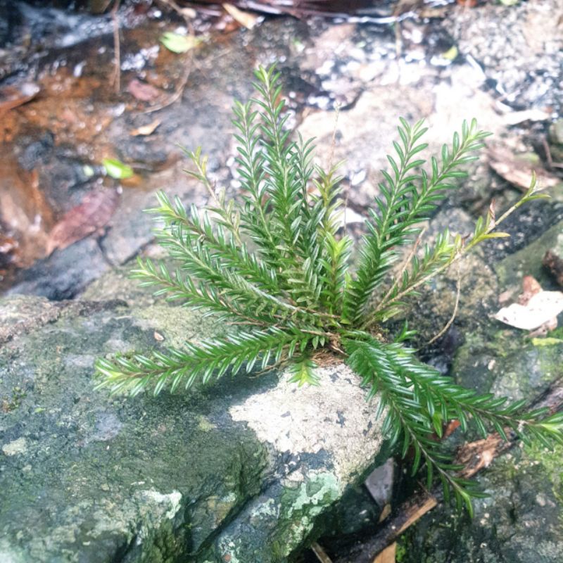 Cây chân rết bonsai tiểu cảnh, thủy sinh hồ cá