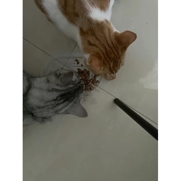 Gan hấp thần thánh dành cho boss cún boss méo đều thích mê liiii