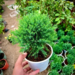 Tùng bồng lai ( ảnh thật số 3)