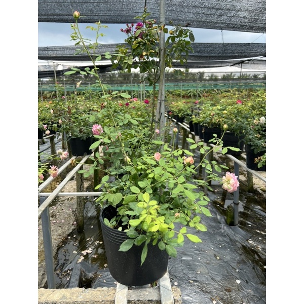 Hoa hồng bụi julibee celebration rose