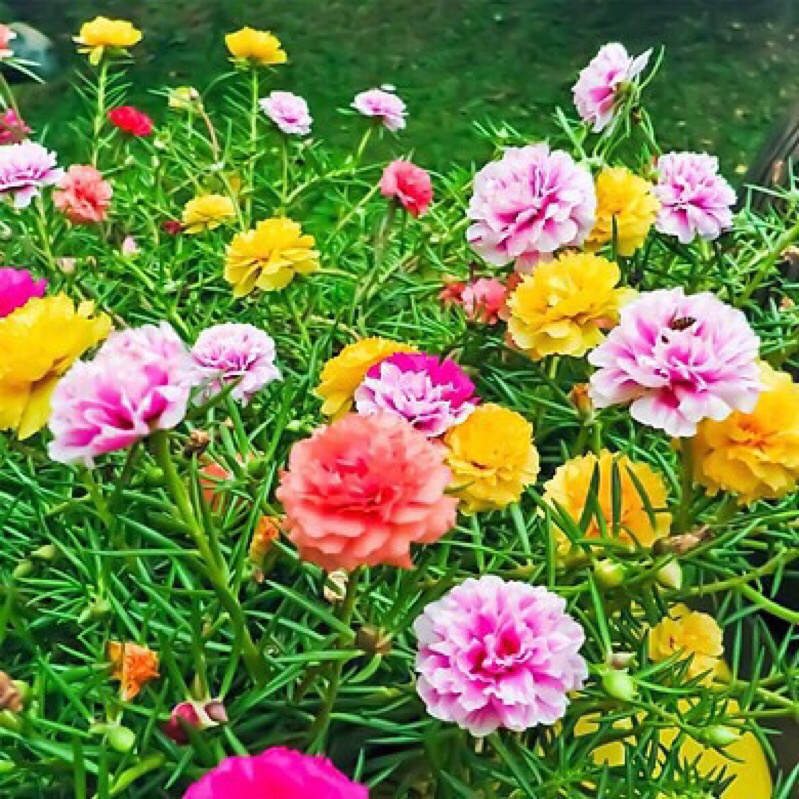 HẠT GIỐNG HOA MƯỜI GIỜ MỸ KÉP MIX MÀU , tỷ lệ nảy mầm cao