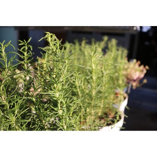 Cây Hương Thảo (Rosemary)