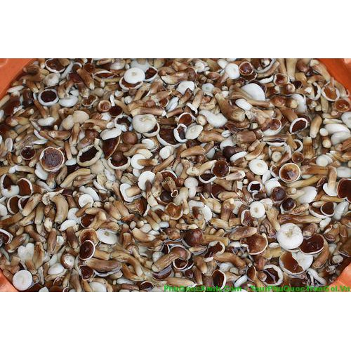 300g nấm tràm khô ngon rẻ