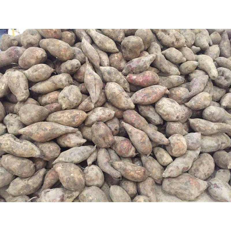 Khoai sâm đất 4kg