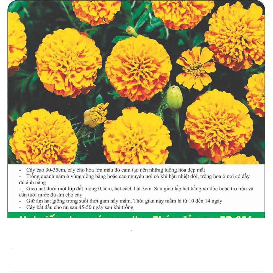 Hạt Giống Hoa Cúc Vạn Thọ Pháp Đỏ Cam Gói 20 Hạt