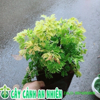 Đinh Lăng Vàng