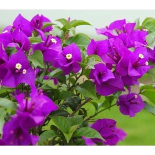 Cây giống hoa giấy 35k/bầu