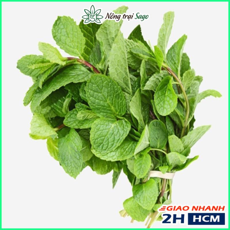Hạt giống Húng Bạc Hà Âu (Húng Lủi) Dễ Trồng, Sinh Trưởng Mạnh - Nông Trại Sago