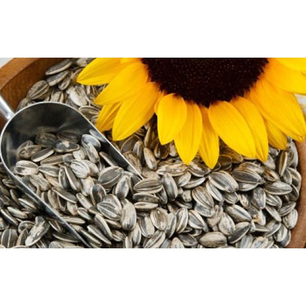 Hạt Hướng Dương Loại 1 100G / 250G / 500G | BigBuy360 - bigbuy360.vn