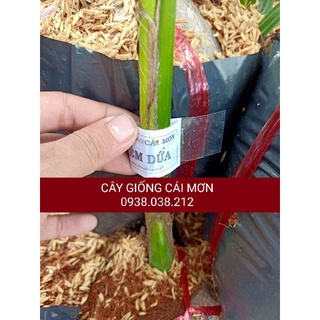 CÂY DỪA XIÊM DỨA LÙN ( DỪA XIÊM THƠM THÁI LAN )