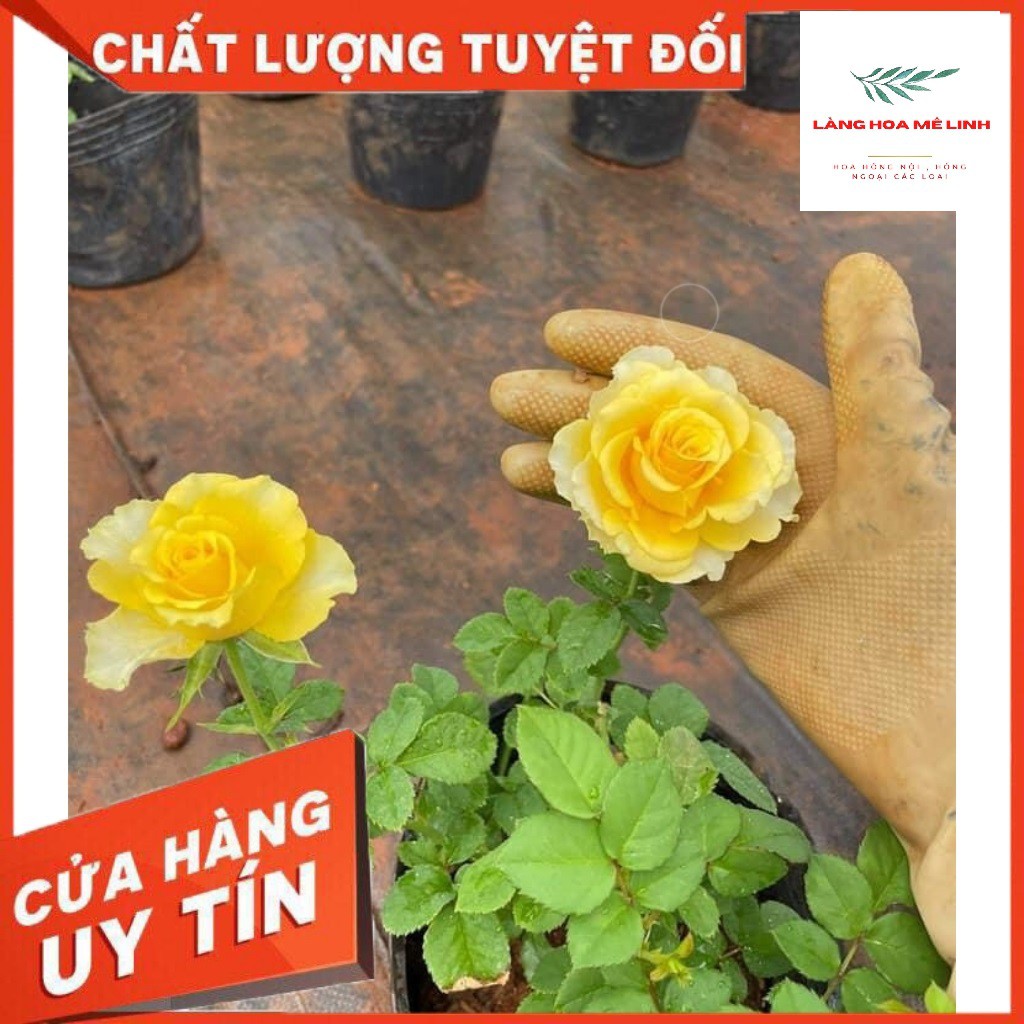 Hoa hồng ngoại Shell [MÀU VÀNG RỰC RỠ ] – Vẻ đẹp hấp dẫn trong những cánh hoa vàng rực rỡ