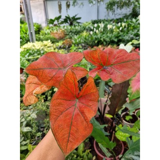 Cây môn đỏ caladium Danasty