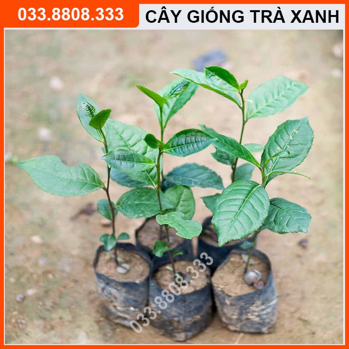 6 Cây Giống Trà  Xanh Khỏe Đẹp Dễ Trồng Chăm Sóc
