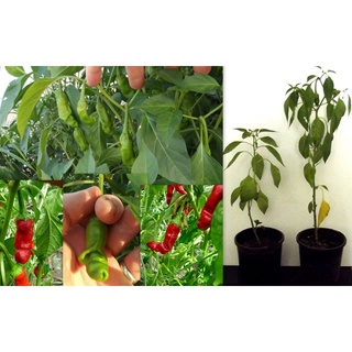 Cây giống ớt cuti Peter hàng ươm vỉ