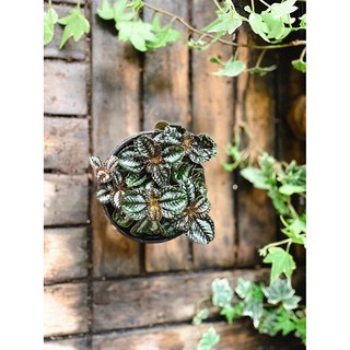 Cây Pilea repens Bronze (Đồng Hổ Nhĩ, Tai Hổ Màu Đồng) chậu nhựa