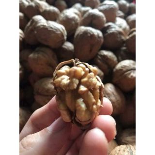 Óc chó nguyên vỏ mỏng, dễ tách, dinh dưỡng cho mẹ và bé