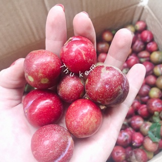 Mận hậu trái mùa