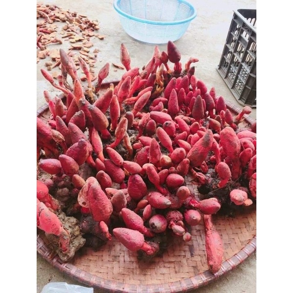 500Gr Nấm Ngọc Cẩu Tây Bắc Khô Cực Đẹp, Chất Lượng Từng Cây Nấm