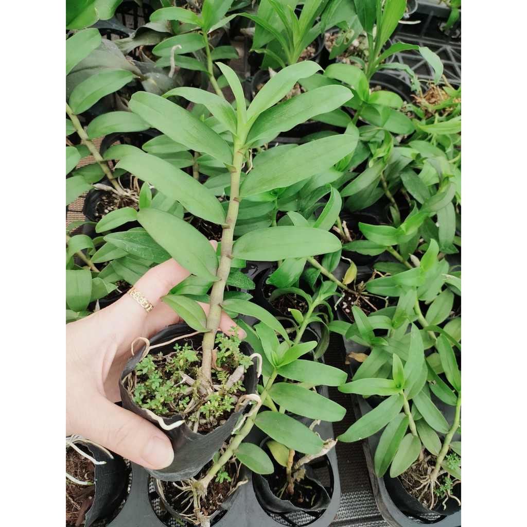 Phi điệp cây nhỡ 2.5 cốc đen cao 10-20cm