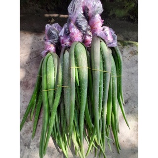 combo 11 cây loại 25k