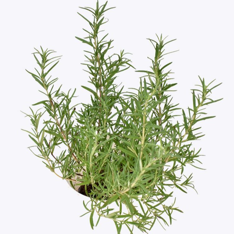 Cây hương thảo rosemary từ vườn hoa LAFAGARDEN, Kích thước(35cm đến 45cm) có nhiều cành nhánh khỏe