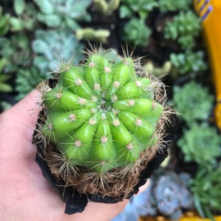 Xương rồng bí xanh