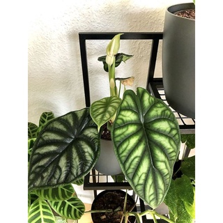 Cây Alocasia dragon scales
