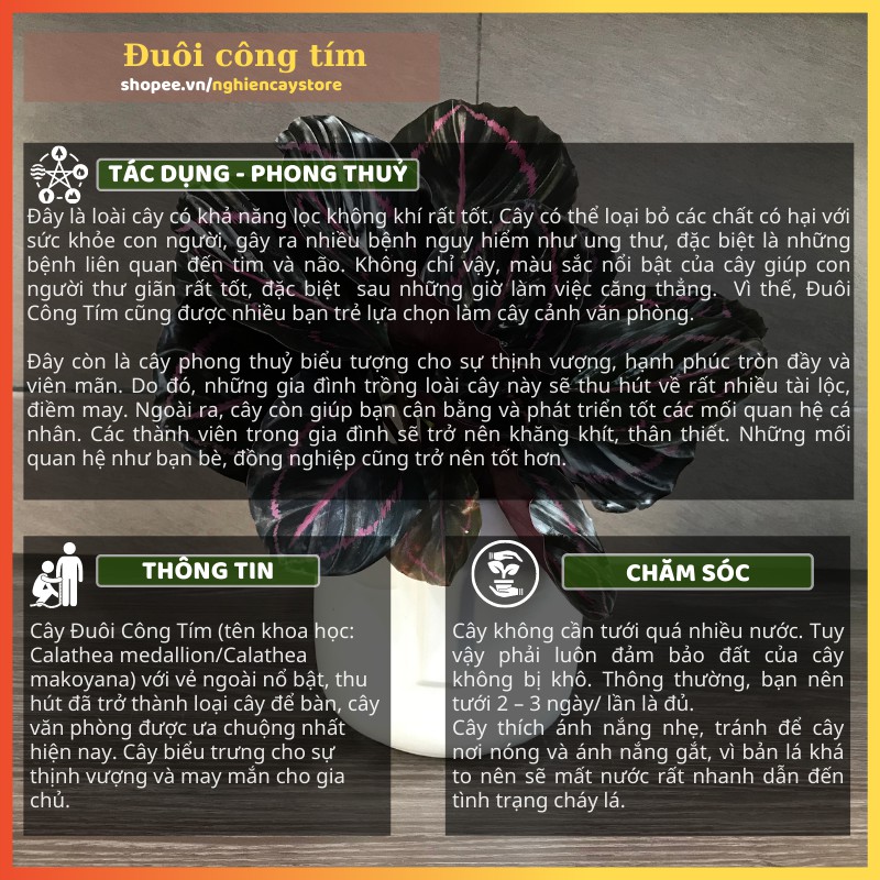 Cây đuôi công tím để bàn lọc không khí, làm quà tặng ý nghĩa